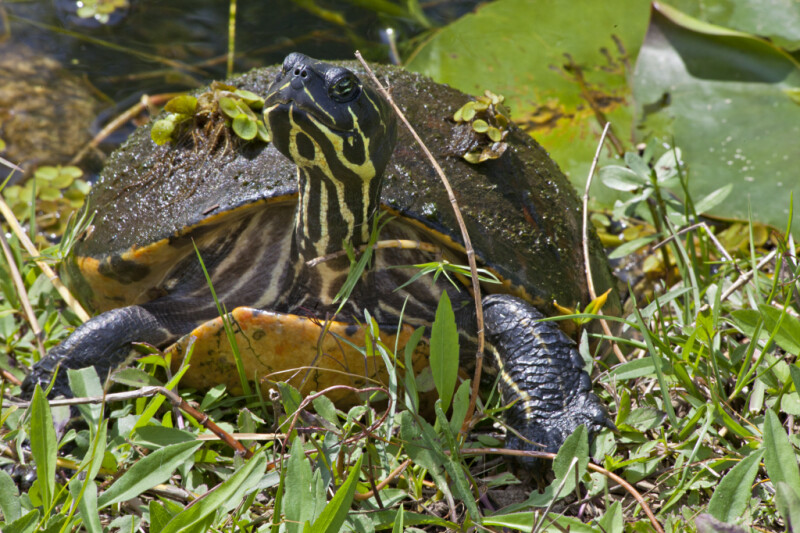 Common Cooter Close-Up