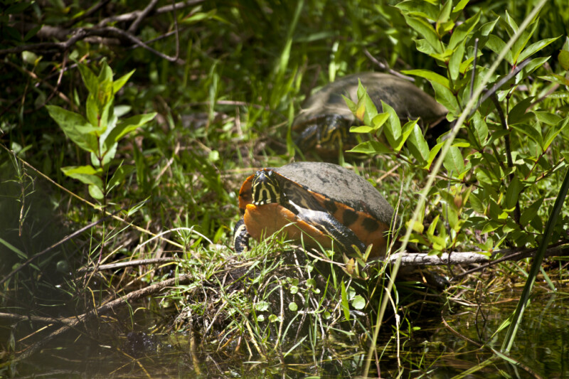 Common Cooter Resting on Vegetation