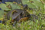 Common Cooter with Vegetation on its Shell