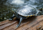 Common Cooter