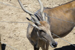 Common Eland and Fence