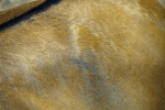 Common Eland Fur