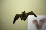 Common Pipistrelle