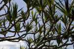 Common Screwpine Branches