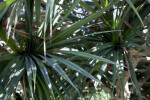 Common Screwpine Leaves