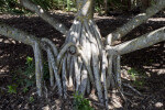 Common Screwpine Roots