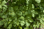 Common Smoketree "Daydream" Leaves