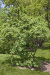 Common Smoketree "Daydream"