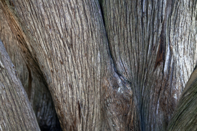 Complex Trunk of a Sawara Cypress