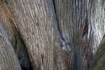 Complex Trunk of a Sawara Cypress