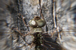 Compound Dragonfly Eyes