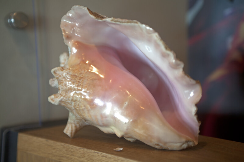Conch Shell Close-Up
