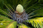 Cone of a Sago Palm