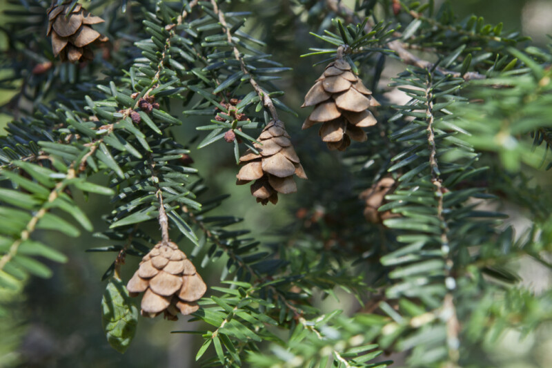 Cones Hanging from the Branches of an Eastern Hemlock Tree