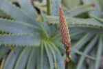 Conical Candelabra Aloe Flower Bud