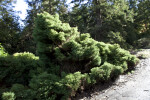 Coniferous Shrub