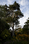 Coniferous Tree Amongst Shrubs