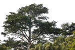 Coniferous Tree Amongst Smaller Trees