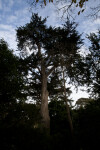 Coniferous Tree and Bare Tree