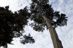 Coniferous Tree Trunk and Branches