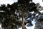 Coniferous Tree with Numerous Branches