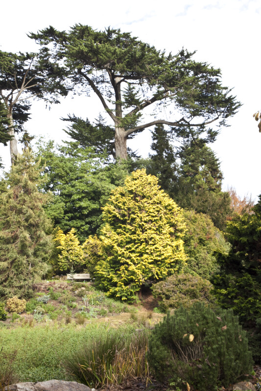 Coniferous Trees and Shrubs