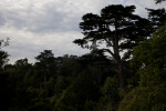 Coniferous Trees from Neutral Angle