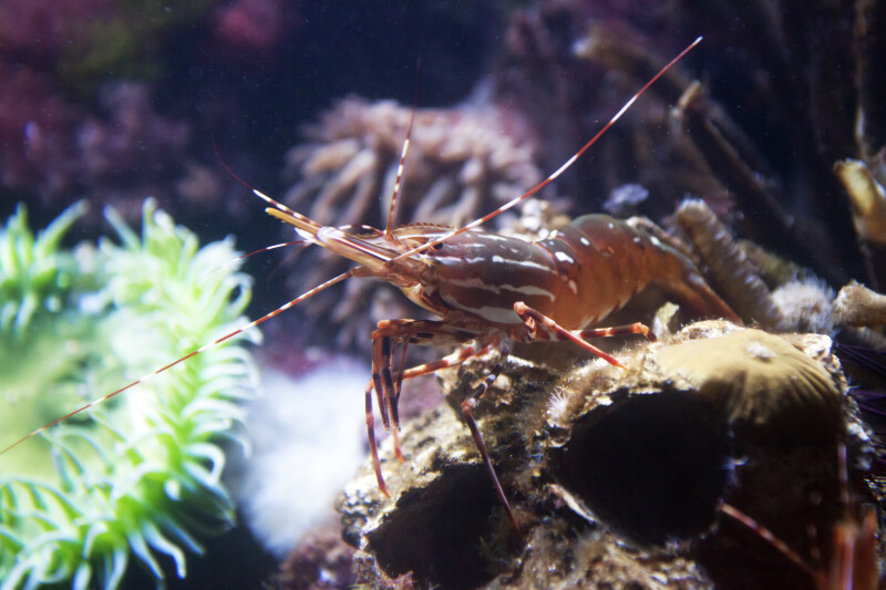 Coonstripe Shrimp in a Tank at the New England Aquarium