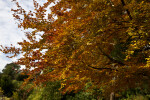 Copper Beech Tree Branches