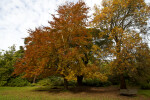 Copper Beech Trees Near Wooden Bench