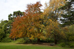 Copper Beech Trees