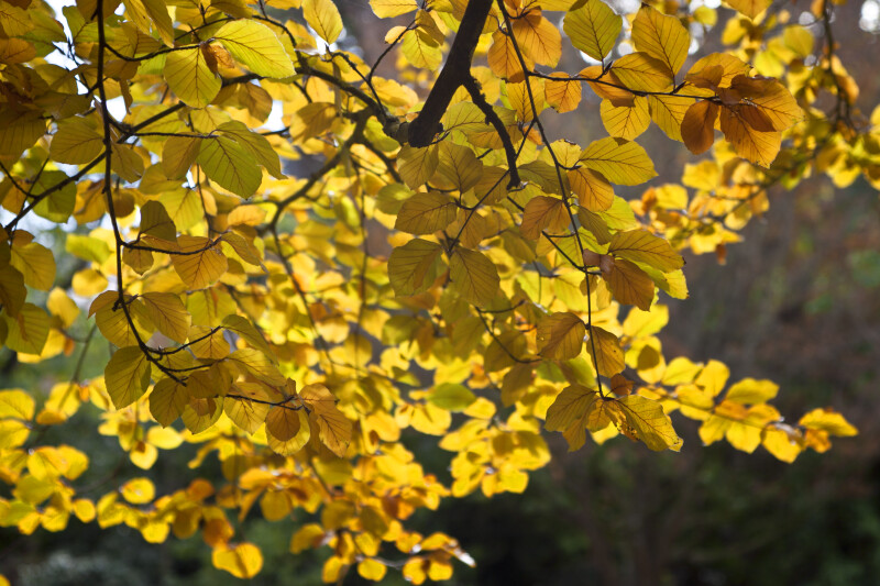 Copper Beech Yellow Leaves