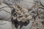 Coral and a Few Seashells at Biscayne National Park