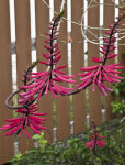 Coral Bean Flowers