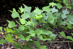 Coral Bean Leaves Extending from a Branch