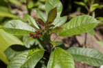 Coral Bush Buds