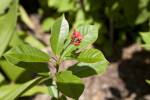 Coral Bush Flower