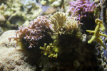 Coral Details
