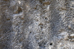 Coral in a Quarry Wall