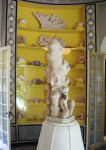 Coral on Display