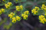 Coral Spurge Flowers