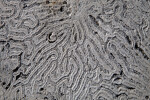 Coral Surface Close-Up