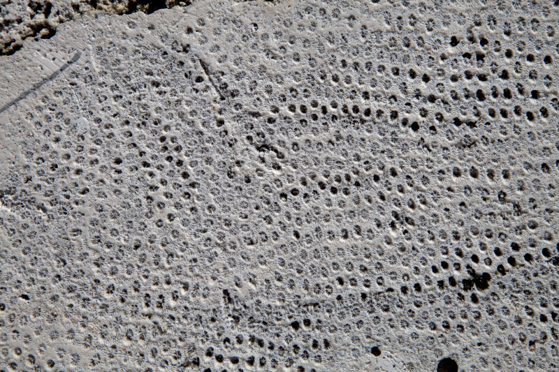 Coral with Holes and Wheels on its Surface