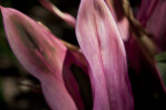 Cordyline fruticosa Leaves