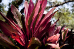 Cordyline fruticosa