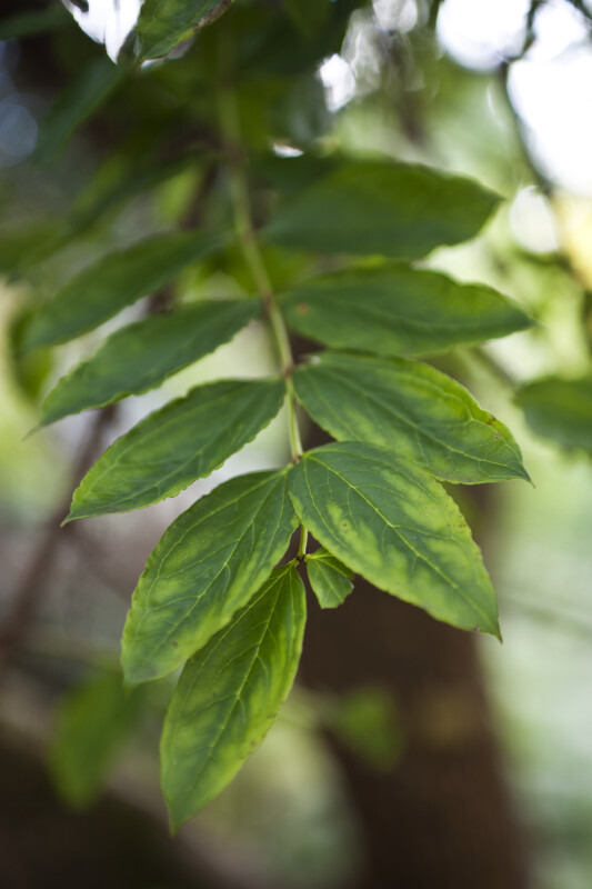 Coriaria Leaves