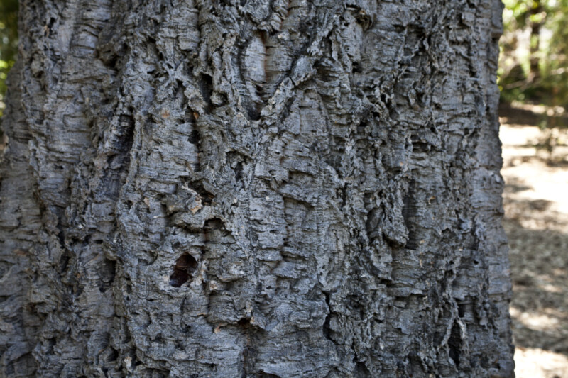 Cork Oak Bark