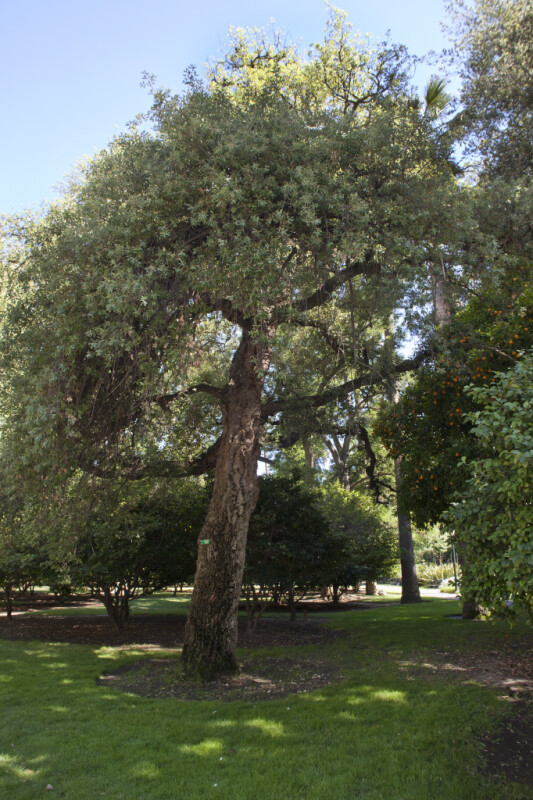 Cork Oak Tree at Capitol Park in Sacramento