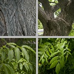 Cork Trees photographs