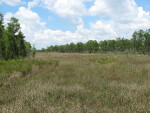 Corkscrew Coastal Prairie